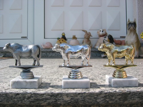 P1725 stier bulle - , ochse