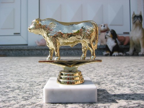 P1724 stier bulle rind ochse - p1724,